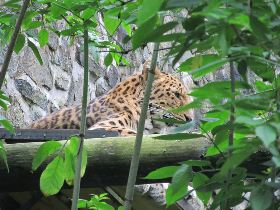 Amur Leopard Male by LottyTheCat on DeviantArt