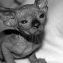 Sphynx Kittens - 03