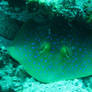 Blue-spotted ray