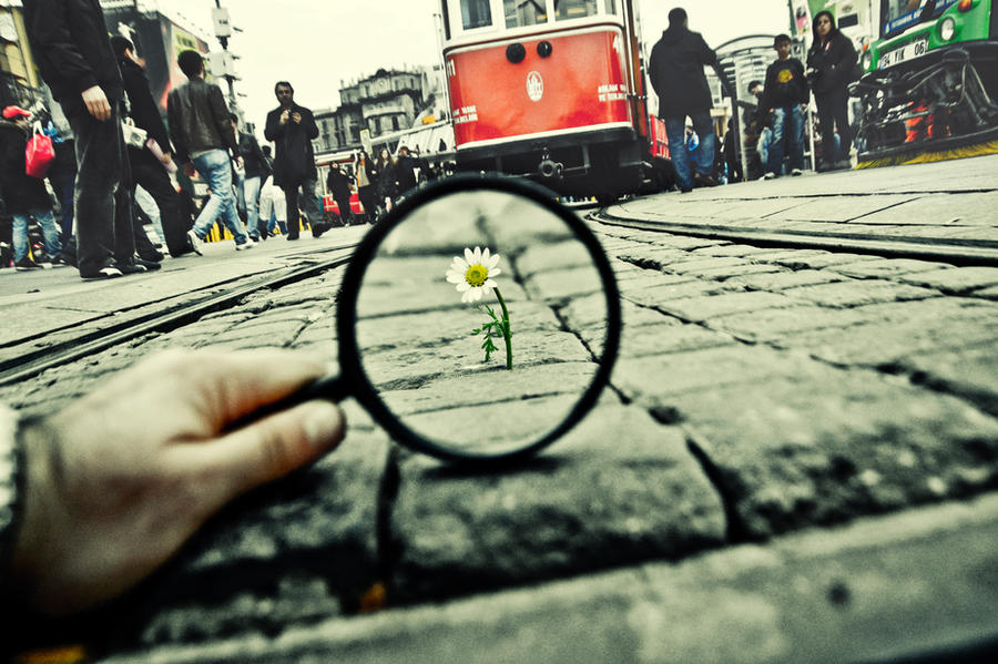 99- Magnifying Glass... VIII by salihagir