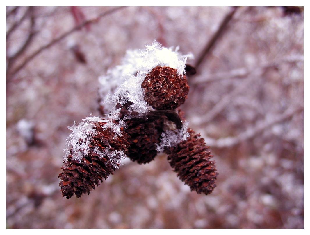 Snow Cone