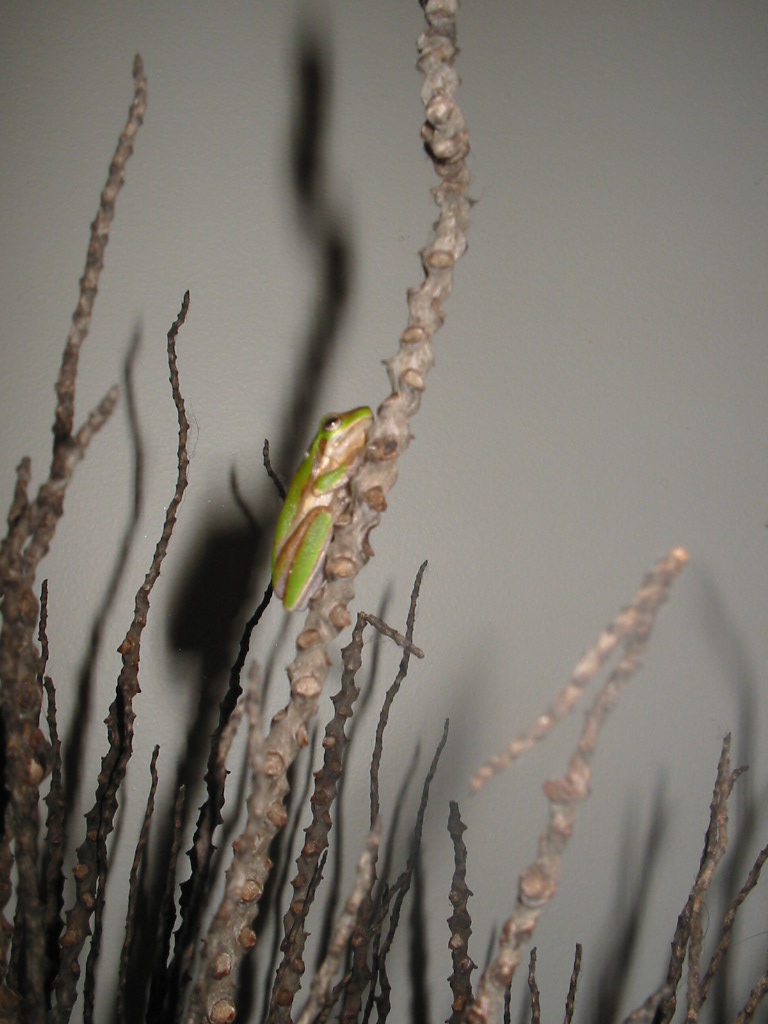 Nature in the Hallway