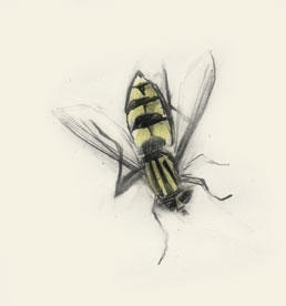 Hoverfly