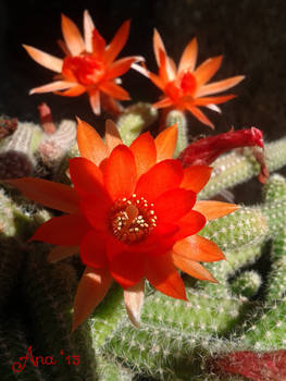 Red Cactus Flower