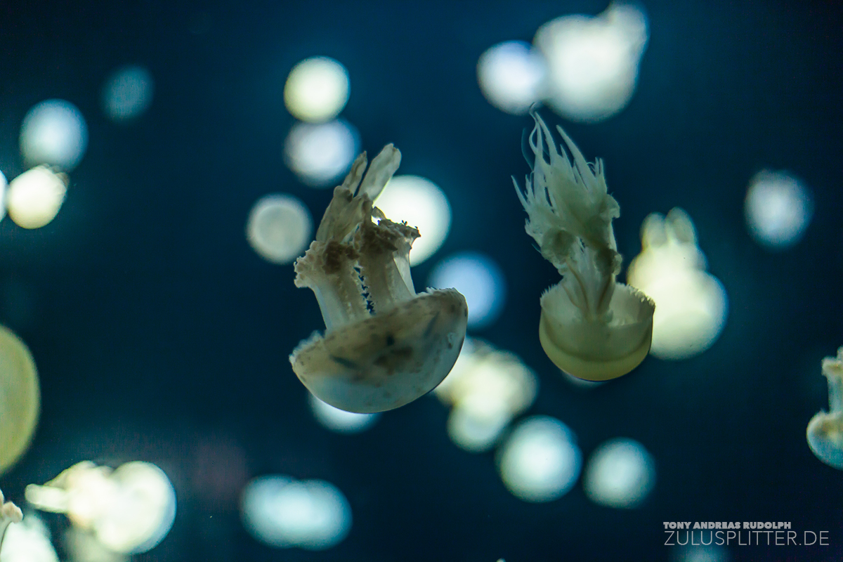 Dance of the Jellyfish