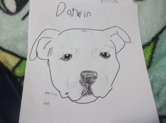 My Pound dog collection - Darwin.