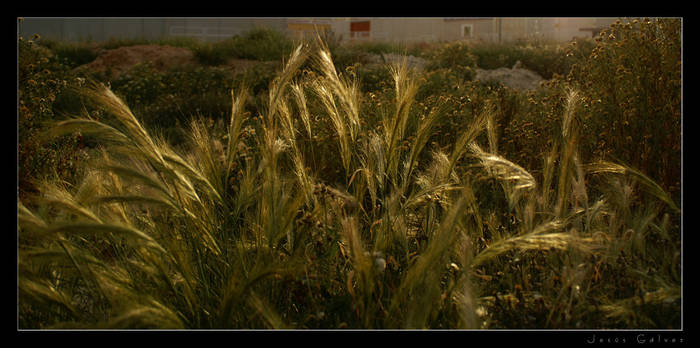 Fields of Gold