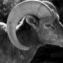 Bighorn Sheep Stock