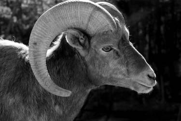 Bighorn Sheep Stock