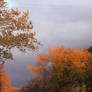 setting sun on trees