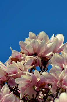 Magnolia