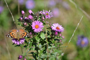 wild flower