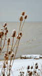 thistel winter by TomKilbane