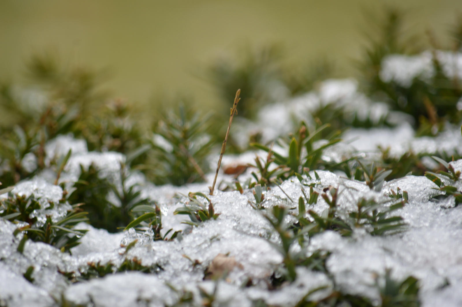 Ice on the evergreen top!