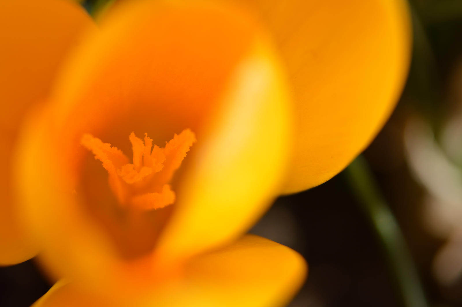 Inside the yellow flower