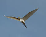 Egret in flight by TomKilbane