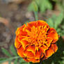 pretty orange flower