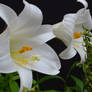 Pair of Lilies