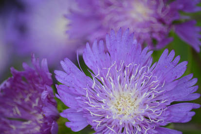 Purple flowers