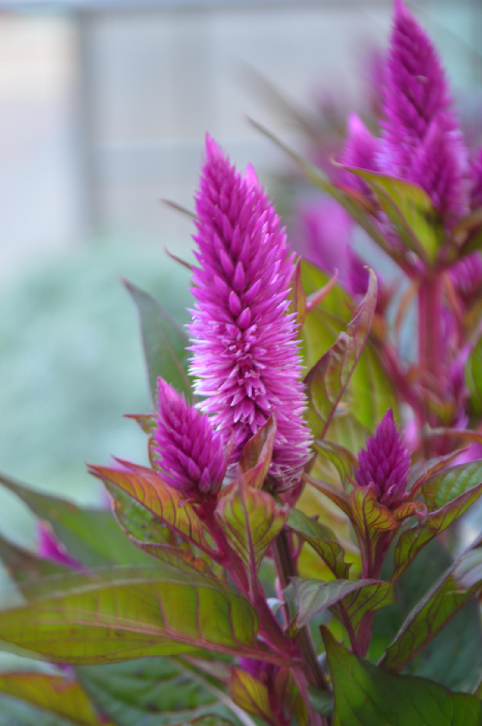 purple flower