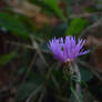 Purple topped thistle?