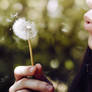 I was a dandelion