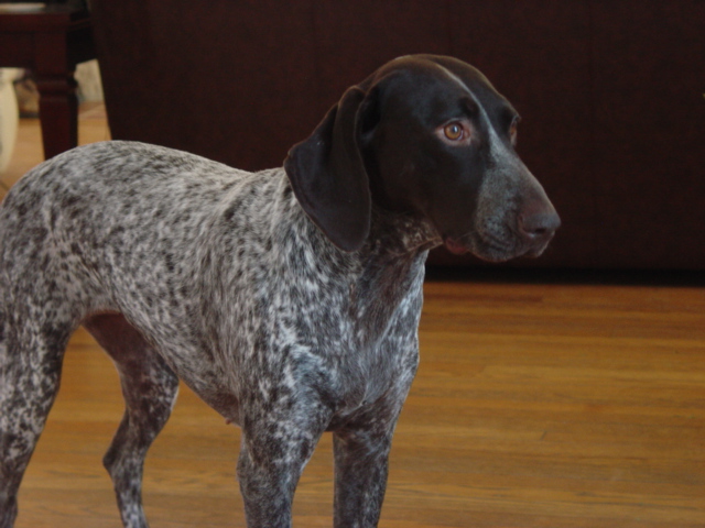 German Pointer2