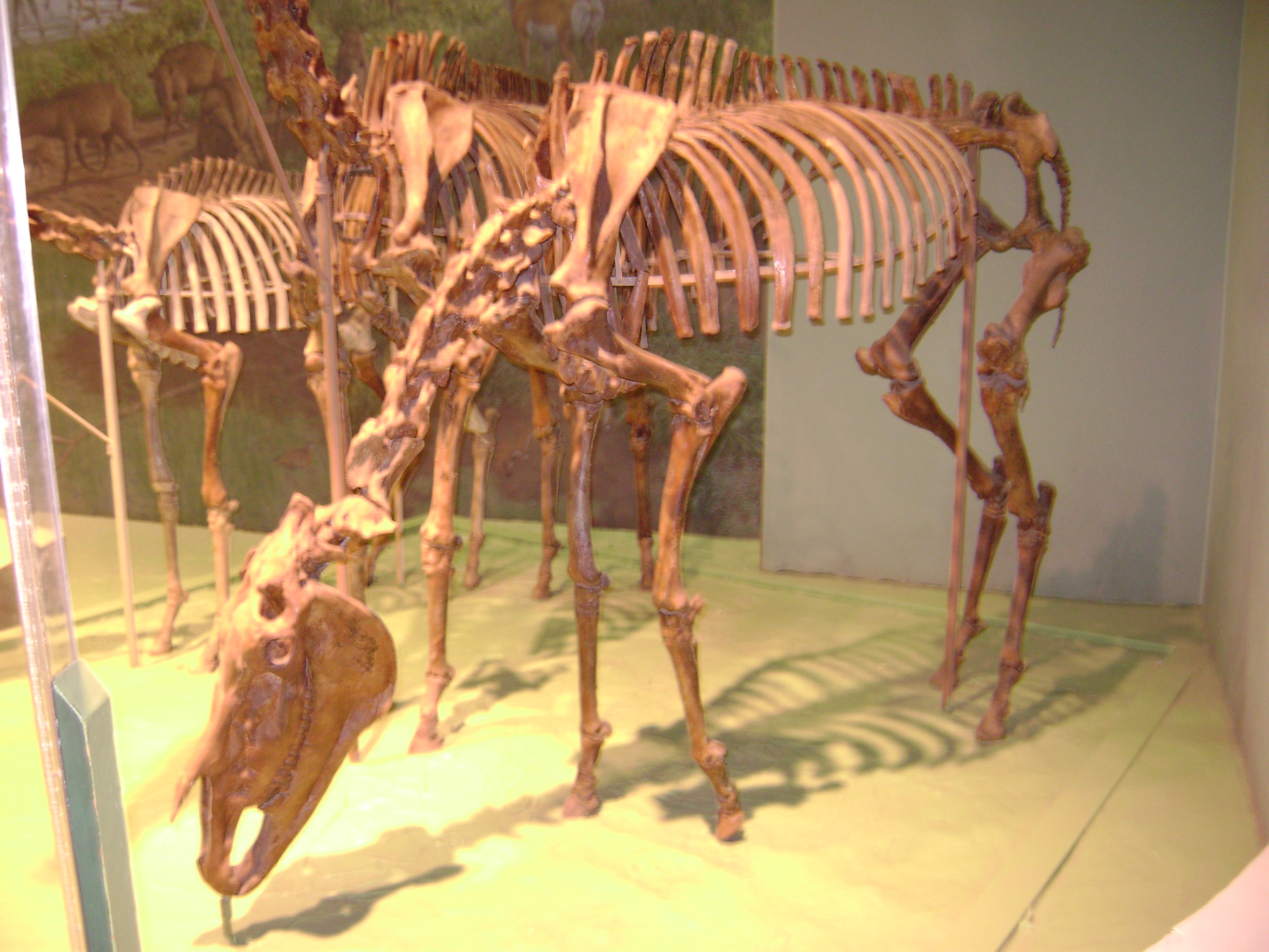 horse skeleton