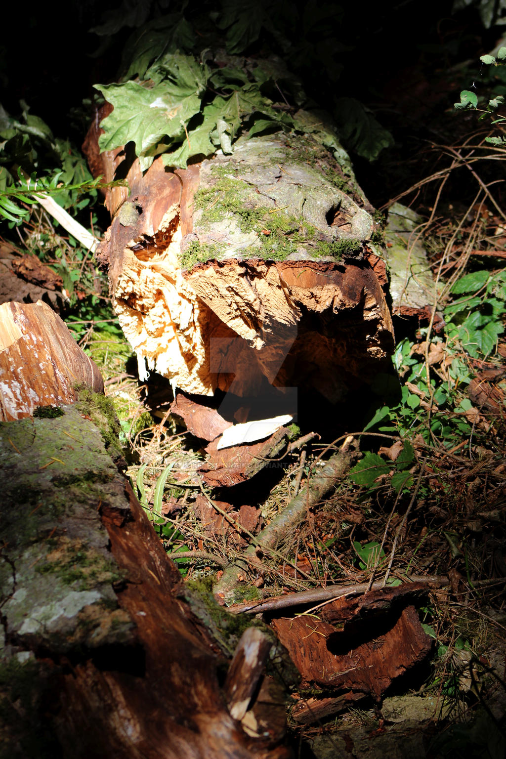 Rotten log by KittyrinnAiko on DeviantArt