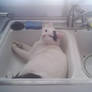 Kitchen Sink Bandit