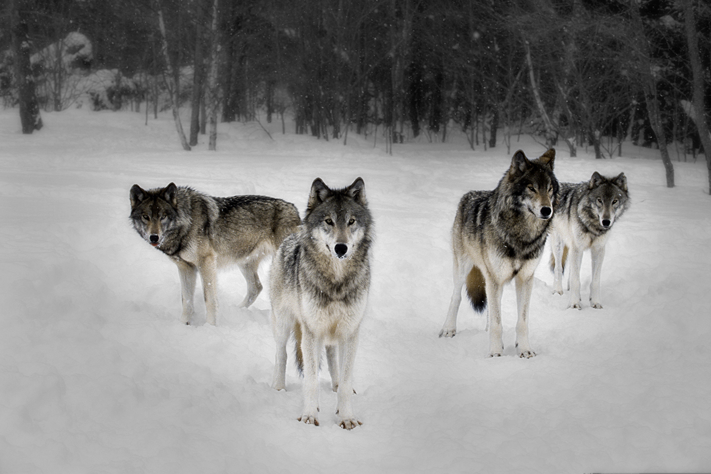 Pack Of Wolves