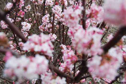 Cherry flowers.