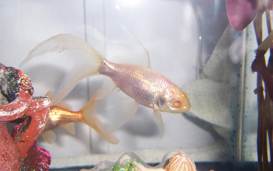 Blind Goldfish