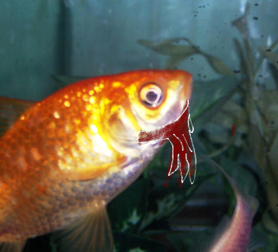 Bearded Goldfish 1