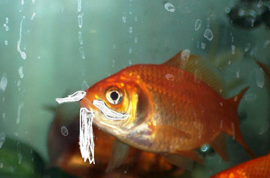 Bearded Goldfish 2