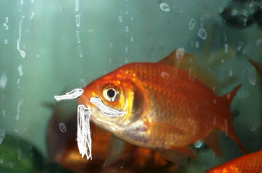 Bearded Goldfish 2