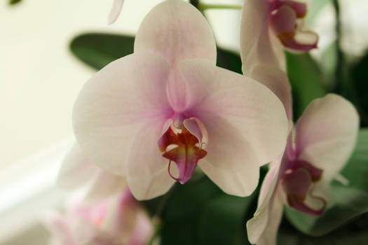 Orchid