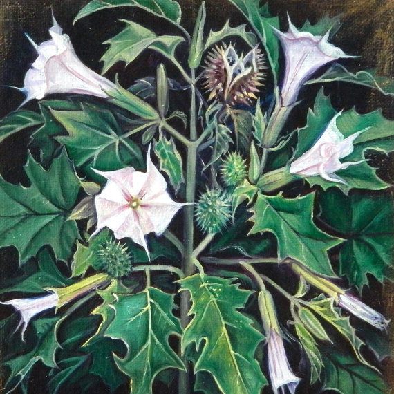 Datura