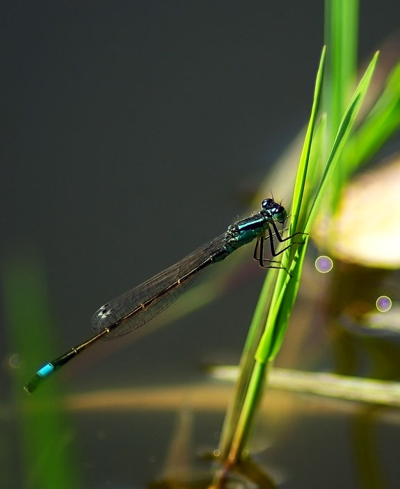 Cyan Dragonfly