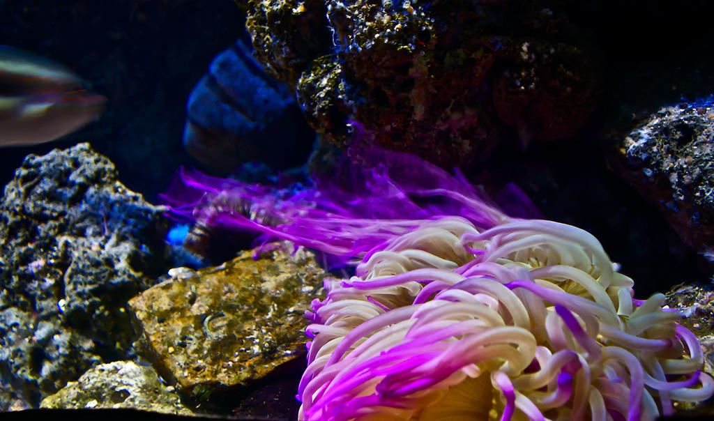 Sea anemone