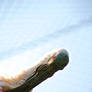 Roseate Spoonbill - headshot