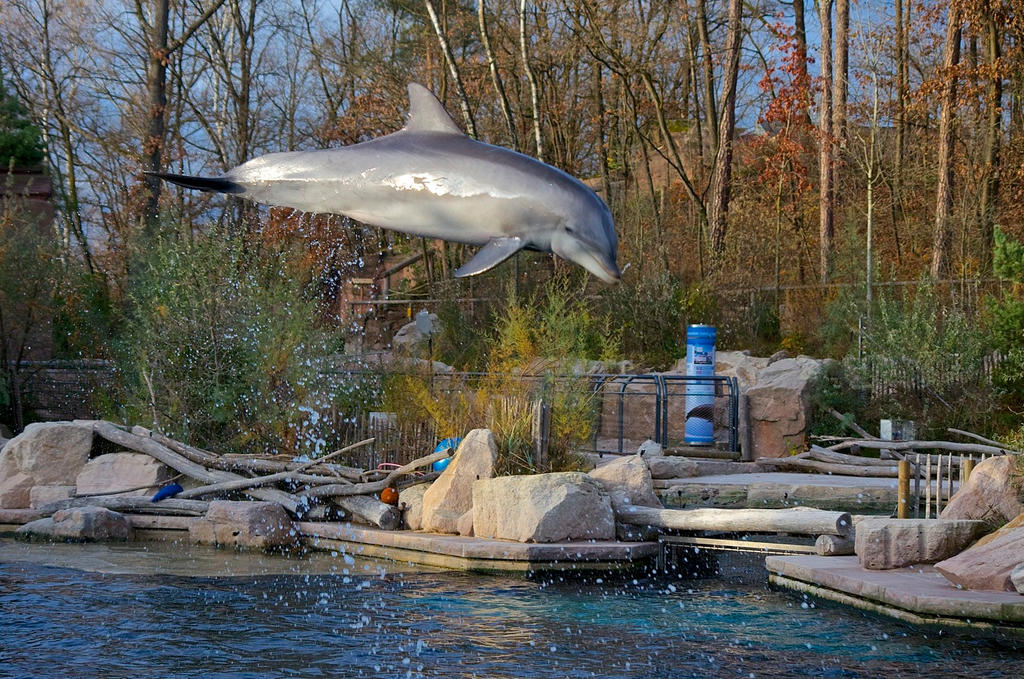 Flying Dolphin