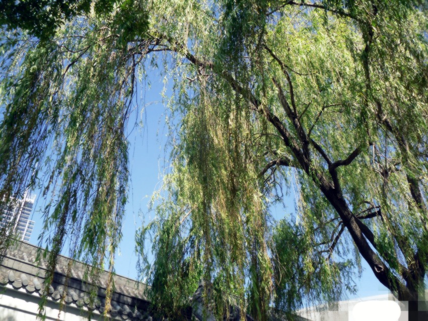 Willow Tree by uniquely-sweet on DeviantArt