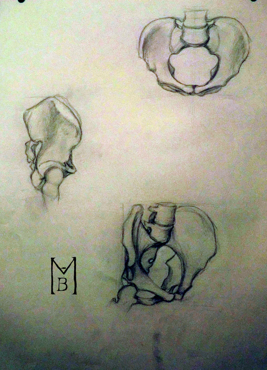 Pelvis Study