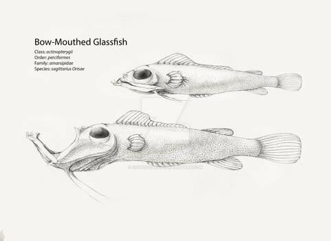 Bow Mouthed Glassfish