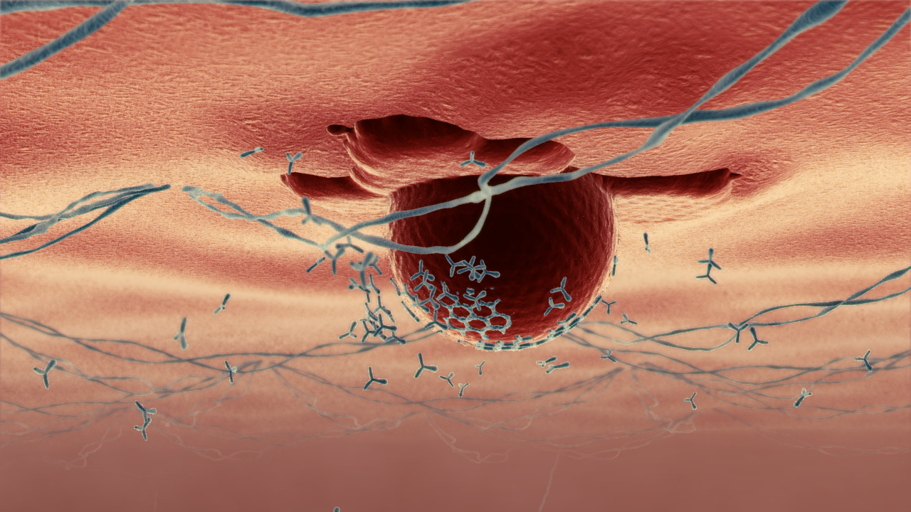 HCV life cycle v2