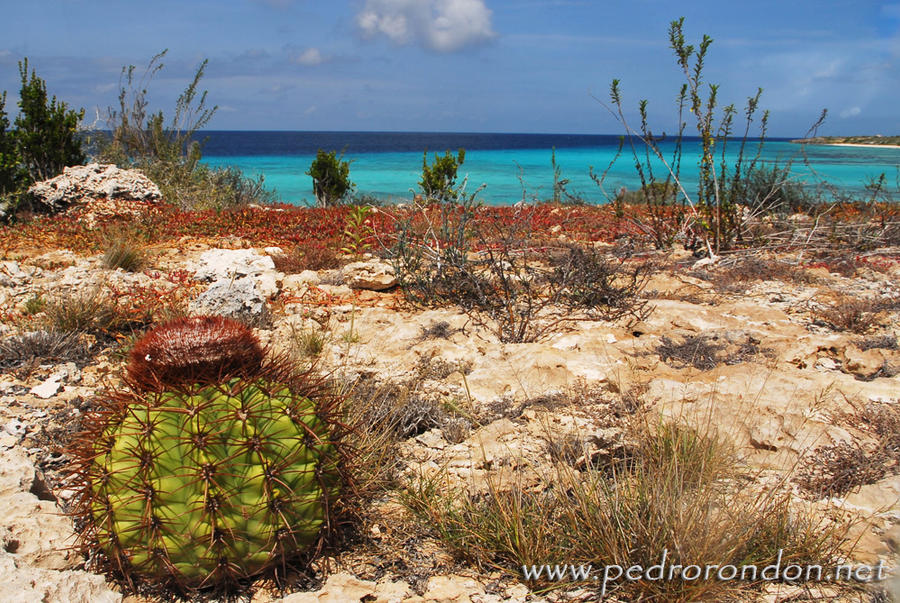 La Tortuga 10 by pedrorondon