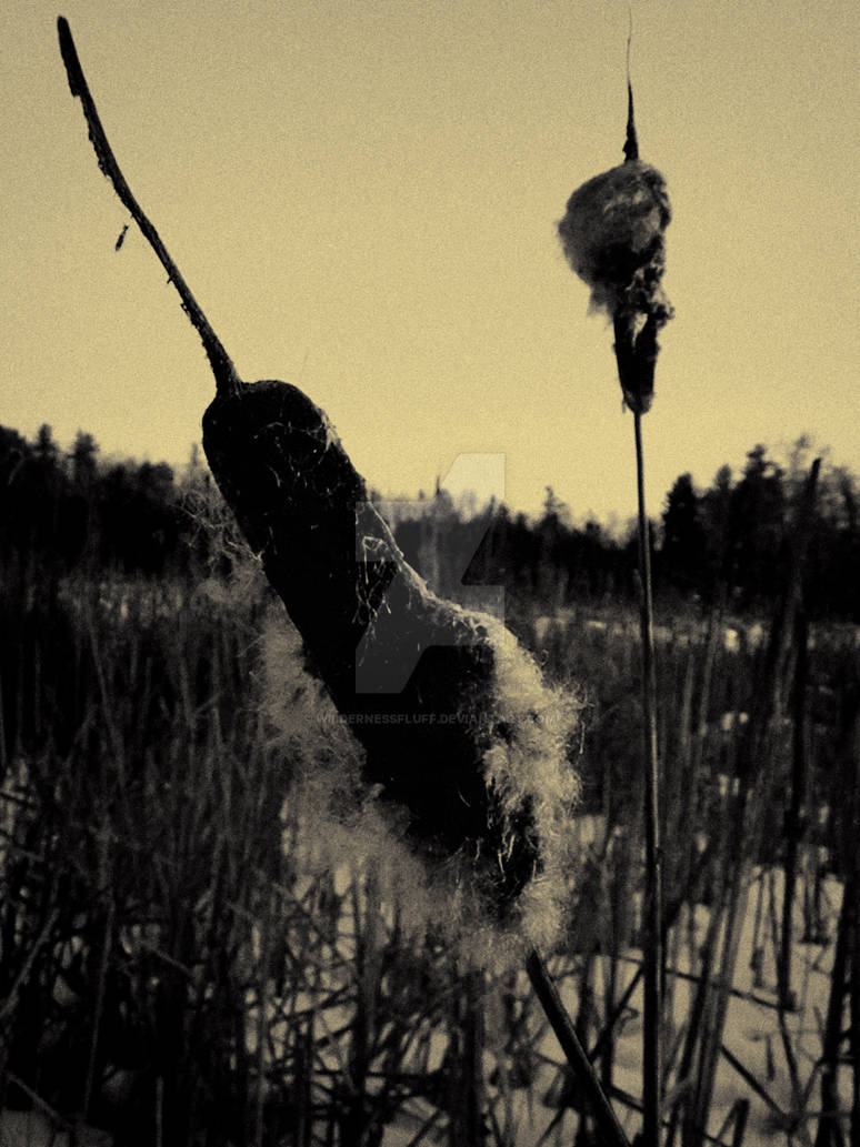 Typha latifolia by wildernessfluff on DeviantArt