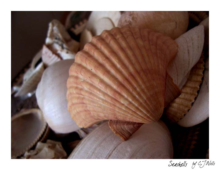 -seashells-