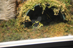 Poison Dart Frogs II